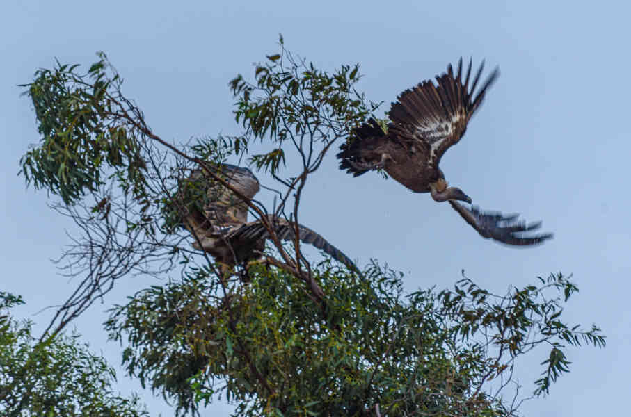 Huelva - parque nacional de Doñana 10 - Buitres Leonados.jpg